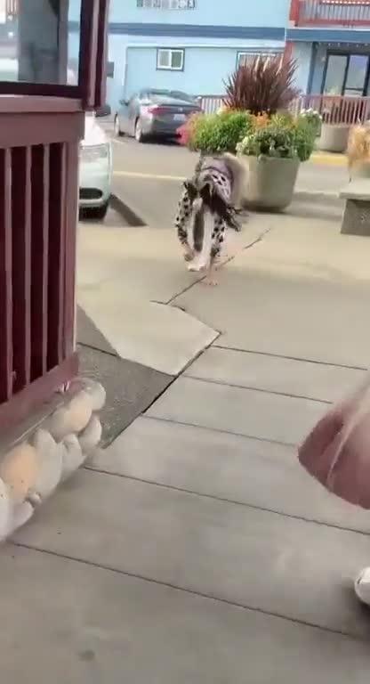 The whole world gone crazy