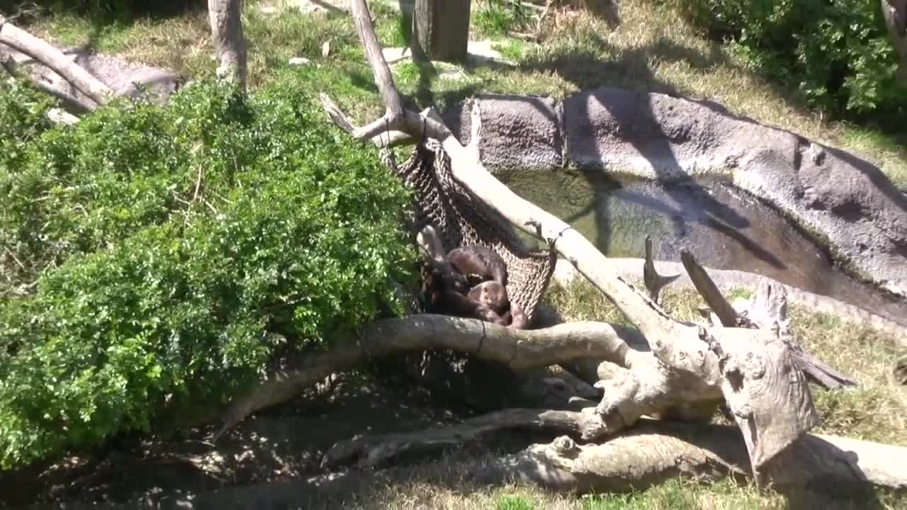 Visiting The San Diego Zoo (in HD)