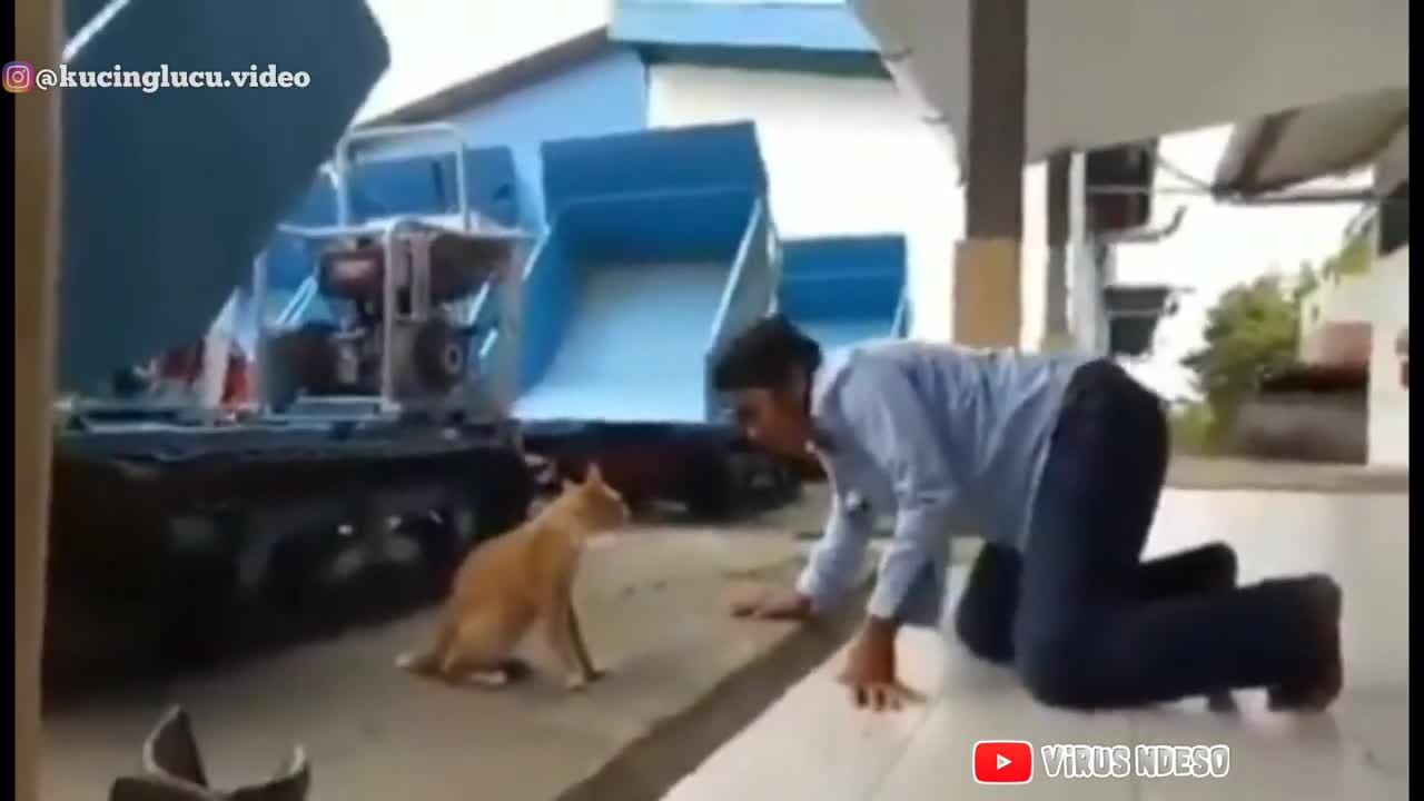 Funny cats video