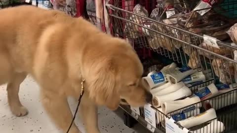 Owner Use His Golden Dog Ability To Sniff The Fresh Food in SuperMarket