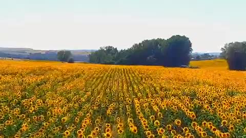 Even if the sun stays for a second. The sunflower will smile and bloom