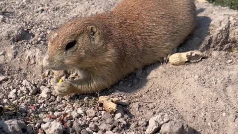 Cute animal #viral #shorts