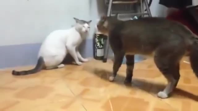 Do you know cat kungfu?