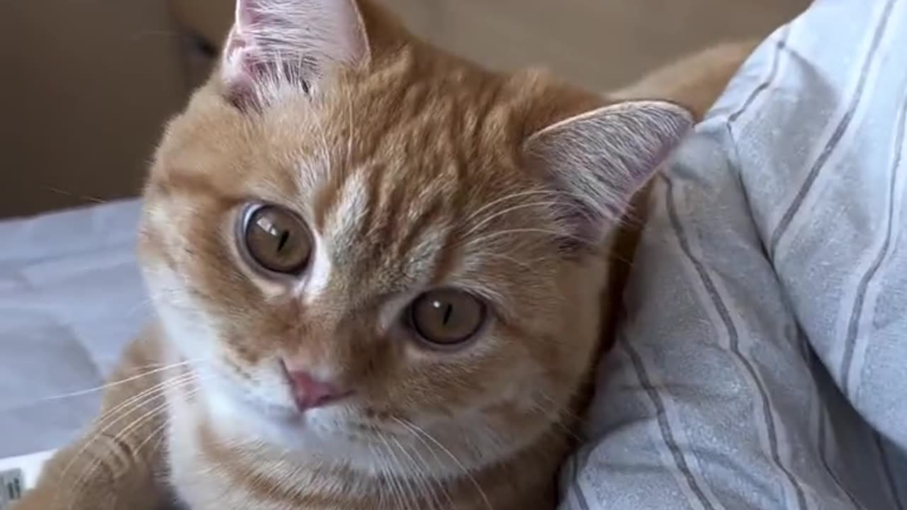 Beautiful cat 🐈 trending video