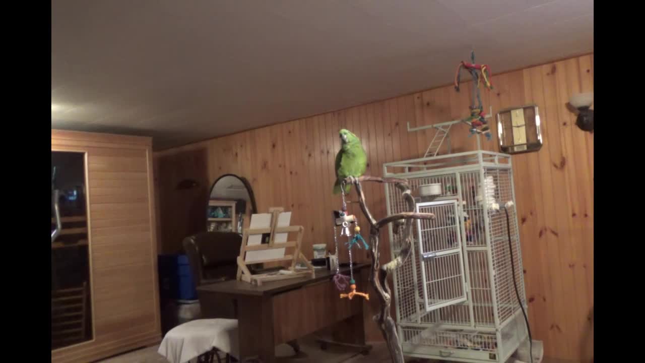 Parrot sings his version of 'Take Me Out To The Ball Game'