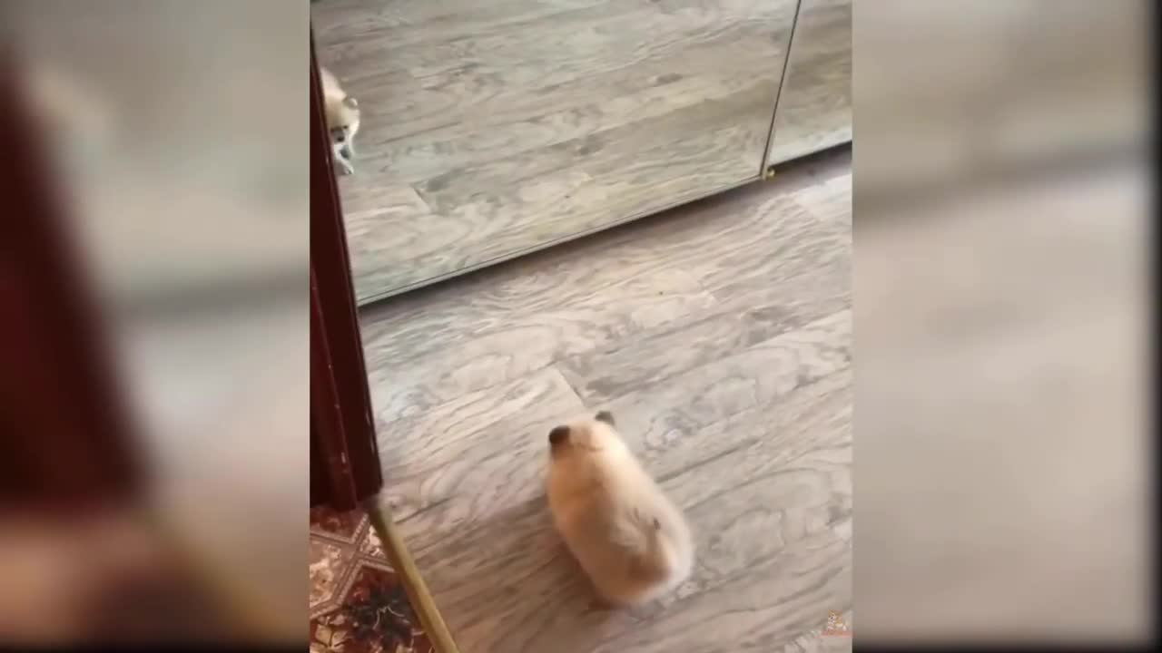 Tiny funny and cute puppy dogs compilation 2021