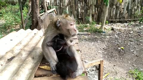 Monkey Adopts Kitten.