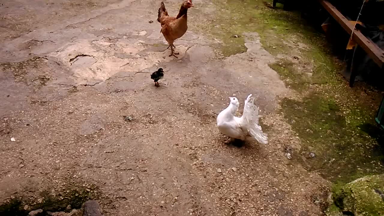 A pigeon, a chicken and its baby