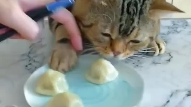 Cute cat videos