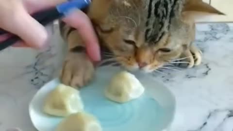 Cute cat videos