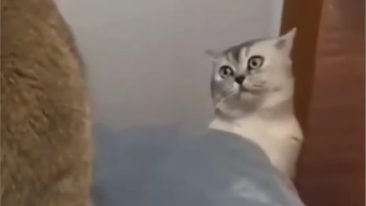 OMG so cute cat😱😹 singing cat funny moments 😹