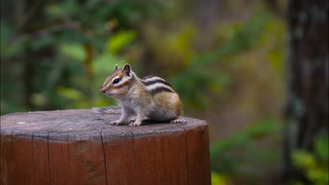 4K Chipmunk sits on a stump