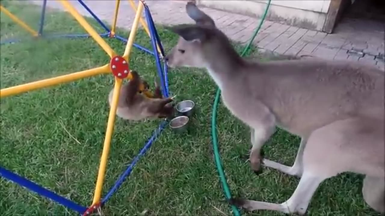 Super cute baby sloths