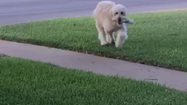 Dog retrieving the morning paper