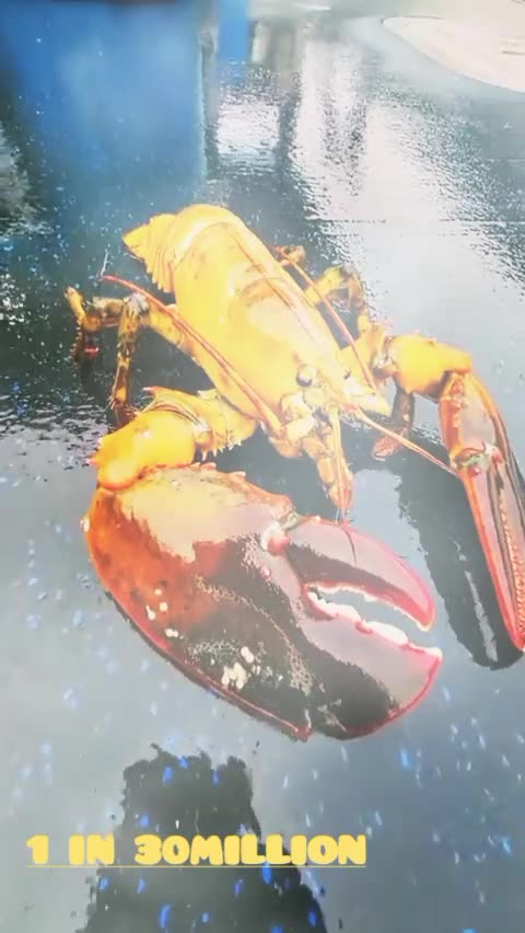 🟡 💛 Yellow CRAB 🦀🦀 I Rarest species I one in 30m