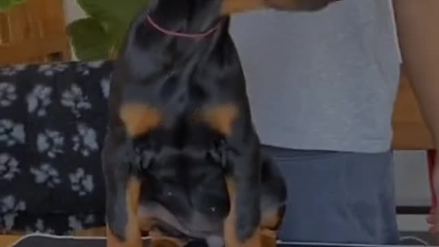 Funny animal video