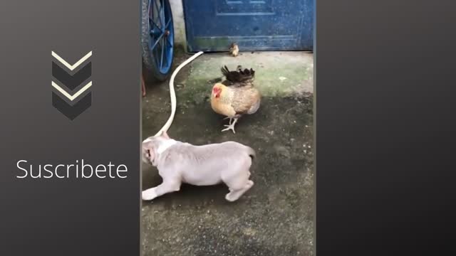 Dogs and rooster fights