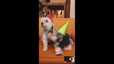 Cute puppies birthday