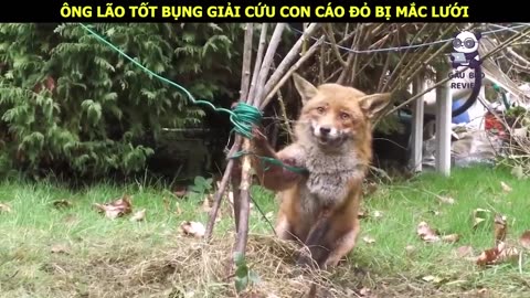 Ông Lão tốt bụng giải cứu con cáo cam mắc kẹt trong lưới cước __ Review Con Người Và Cuộc Sống