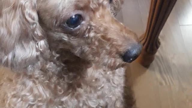 dog is eating some vegetable that she likes