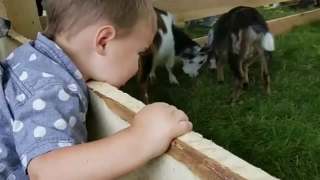 Collab copyright protection - petting zoo boy head stuck on gate