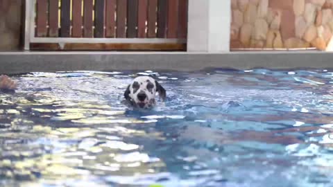 DOG PLAYING IN THE WATER