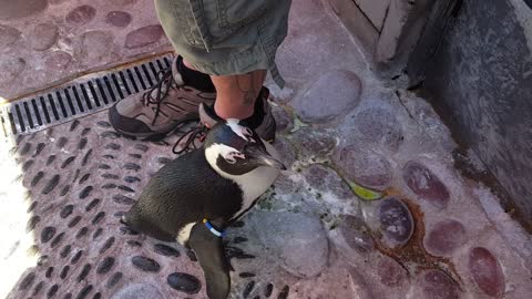 Penguin nipping at my husband shorts