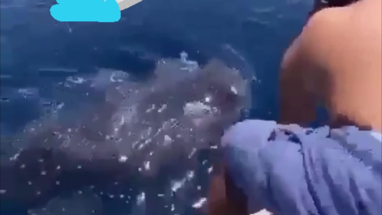 Fearless Man Rides A Whale Shark!