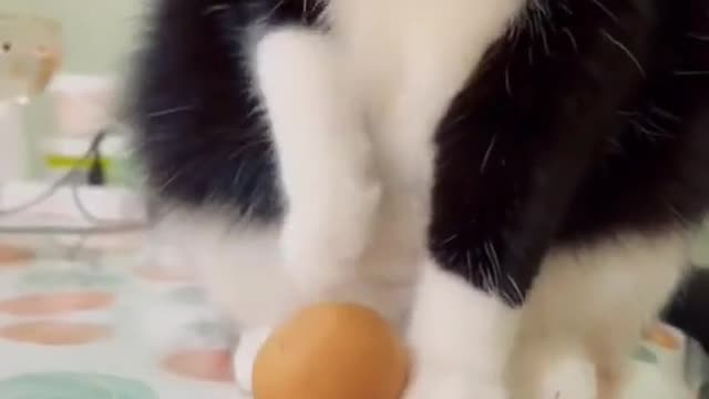 cat funny moments