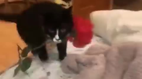 Cat😽proposes his owner