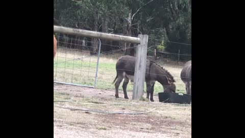 Donkey Forces Steer Away From Food With Powerful Back-Kicks in Victoria