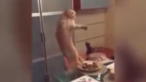 Cat Just Destoryed Her Owner's Dinner