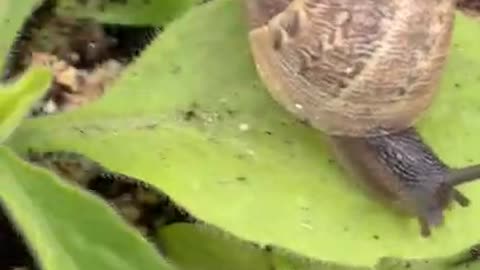 Beautiful Snail