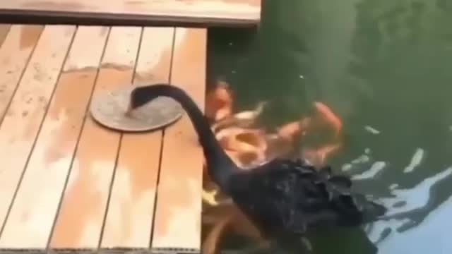 Goose feeding his fish friends