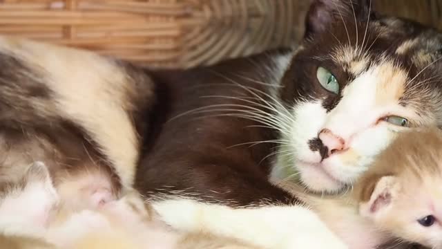 cute mother and baby cat