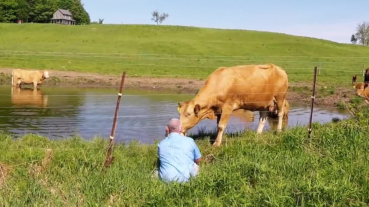 cow asking man to save young one