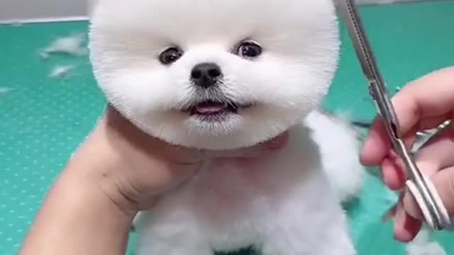 CUTE DOG CUTTING HIS HAIR AND NAILS 😻🐶