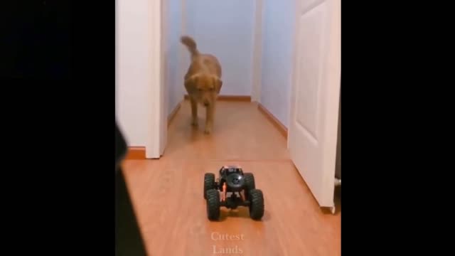 Funny dog video