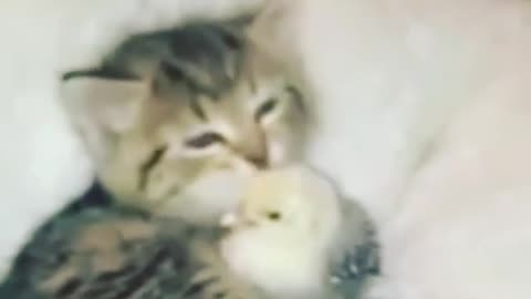 The cat is nurturing the chick like its own baby