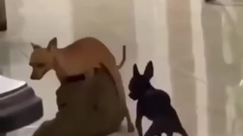 Funny dog