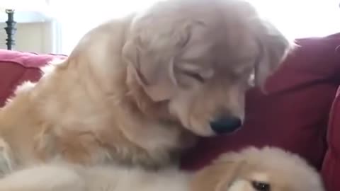 kp23-Funniest & Cutest Labrador Puppies