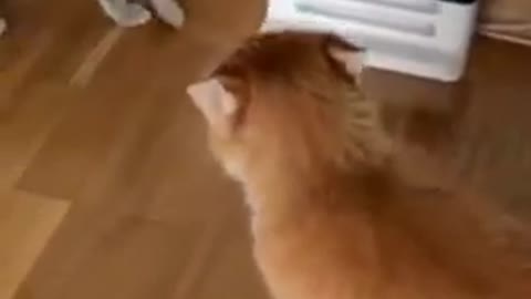 Cute Cats🐱fighting video🤣Funny Animal 360. #shorts