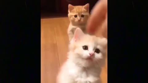 Cute Cats Funny Video Compilation 🤩 Cute Cats 🎈🎈