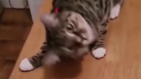 Funny cat Video