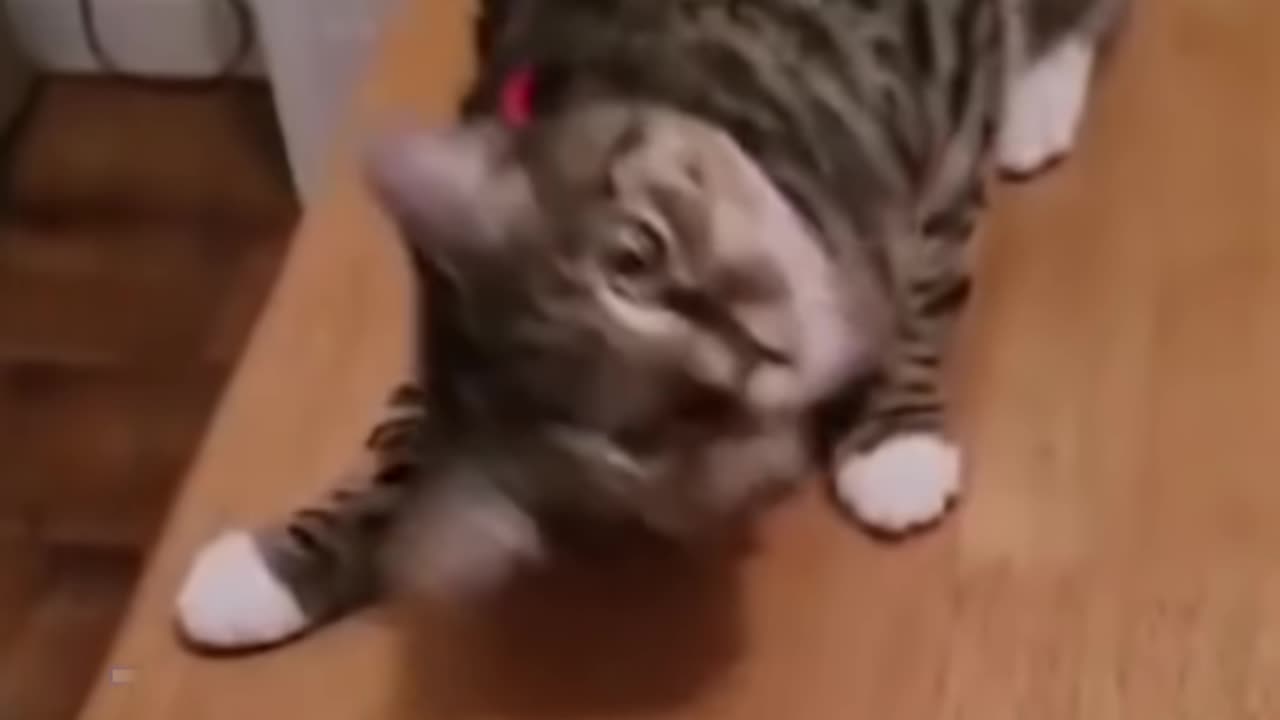 Funny cat Video