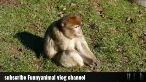 Cute monkey nursery