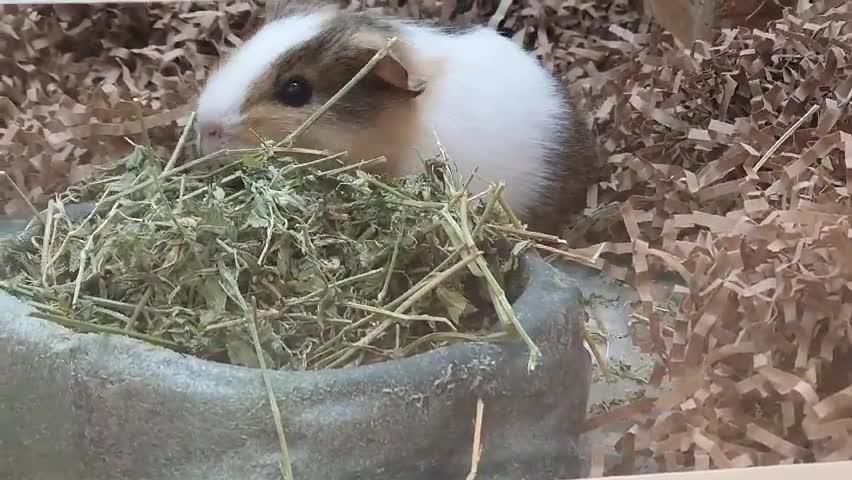 Cute and adorable hedgehogs and guineapig.