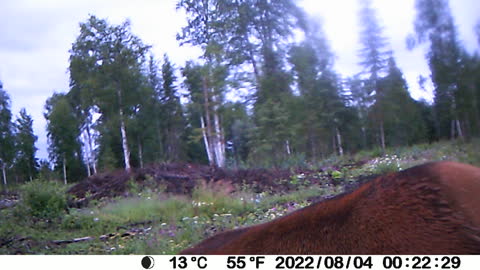 Cow Elk in my back yard