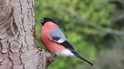 Bird Perched On A Tree While Eating