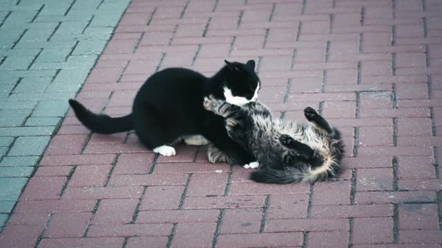 funny cats fighting 2021